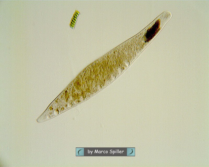 Homalozoon vermiculare e la misteriosa massa scura